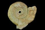 Ammonite (Orthosphinctes) Fossil - Germany #125610-1